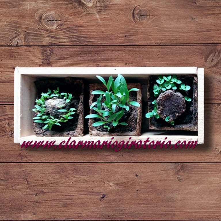 Kit triple de Germinación cajita aromática – El armario giratorio